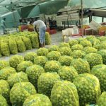 توری سایبان و شید گلخانه بابل