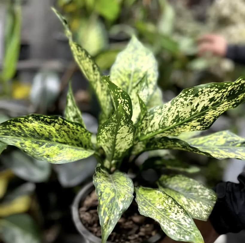 گل فروشی آروین منجیل،گل فروشی آروین در منجیل،مشاهده اطلاعات گل فروشی آروین منجیل در سامانه برترین مشاغل