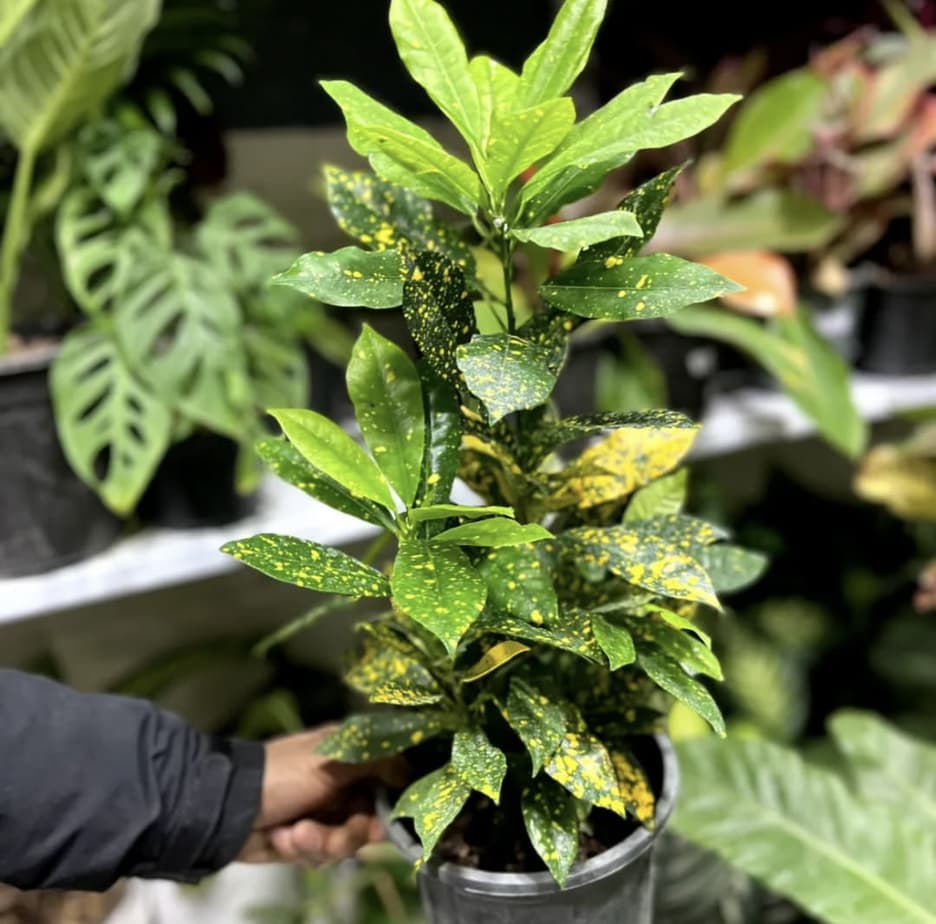 گل فروشی آروین منجیل،گل فروشی آروین در منجیل،مشاهده اطلاعات گل فروشی آروین منجیل در سامانه برترین مشاغل