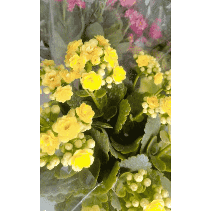 گل فروشی آروین منجیل