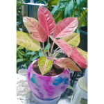 گل فروشی آروین منجیل