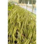 گل فروشی آروین منجیل