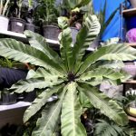 گل فروشی آروین منجیل