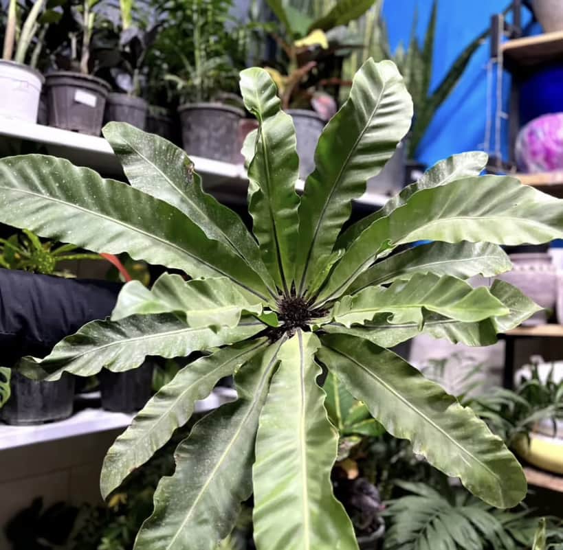 گل فروشی آروین منجیل