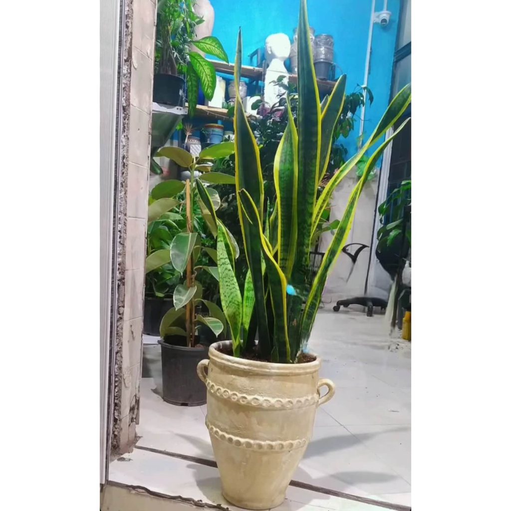 گل فروشی آروین منجیل