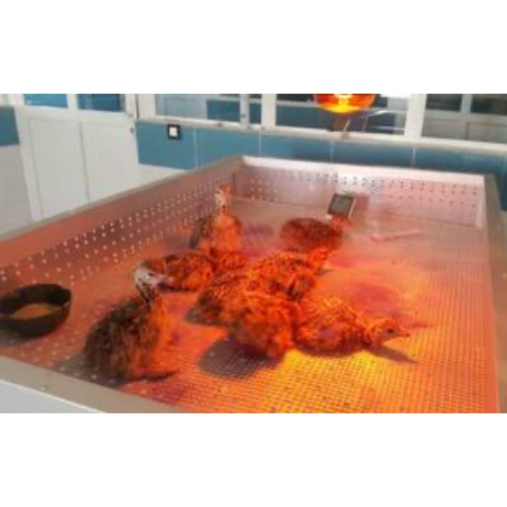 فروشگاه محصولات شترمرغ زاگرس ملایر