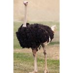 فروشگاه محصولات شترمرغ زاگرس ملایر