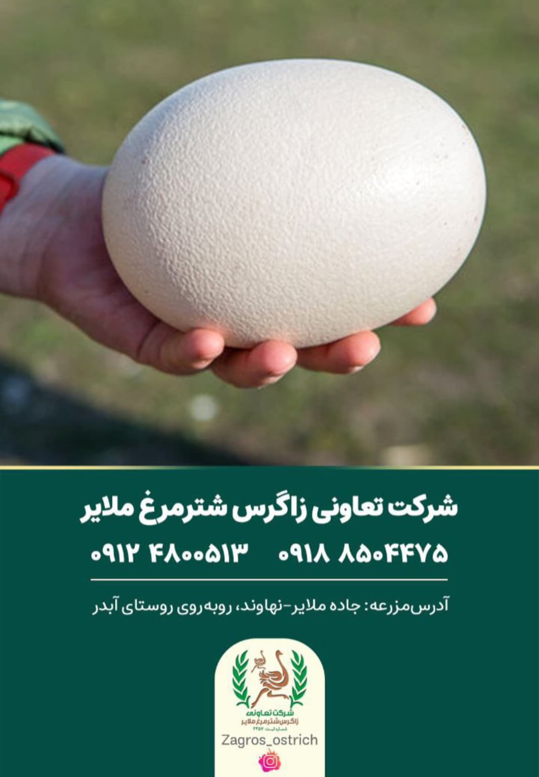 فروشگاه محصولات شترمرغ زاگرس ملایر،فروشگاه محصولات شترمرغ زاگرس در ملایر،مشاهده اطلاعات فروشگاه محصولات شترمرغ زاگرس ملایر در سامانه برترین مشاغل