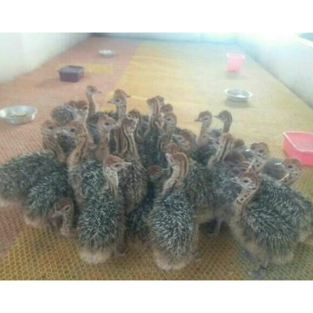 فروشگاه محصولات شترمرغ زاگرس ملایر