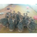 فروشگاه محصولات شترمرغ زاگرس ملایر