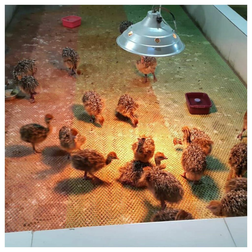 فروشگاه محصولات شترمرغ زاگرس ملایر