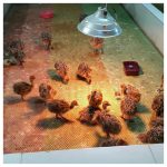 فروشگاه محصولات شترمرغ زاگرس ملایر