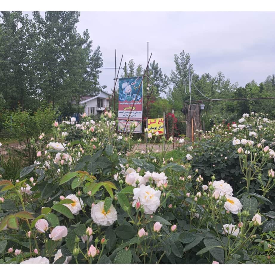 تولید گلاب و عرقیات گیاهی یوسفی رشت، تولید گلاب و عرقیات گیاهی یوسفی در رشت،مشاهده اطلاعات تولید گلاب و عرقیات گیاهی یوسفی رشت در سامانه برترین مشاغل