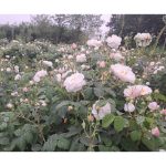 تولید گلاب و عرقیات گیاهی یوسفی رشت