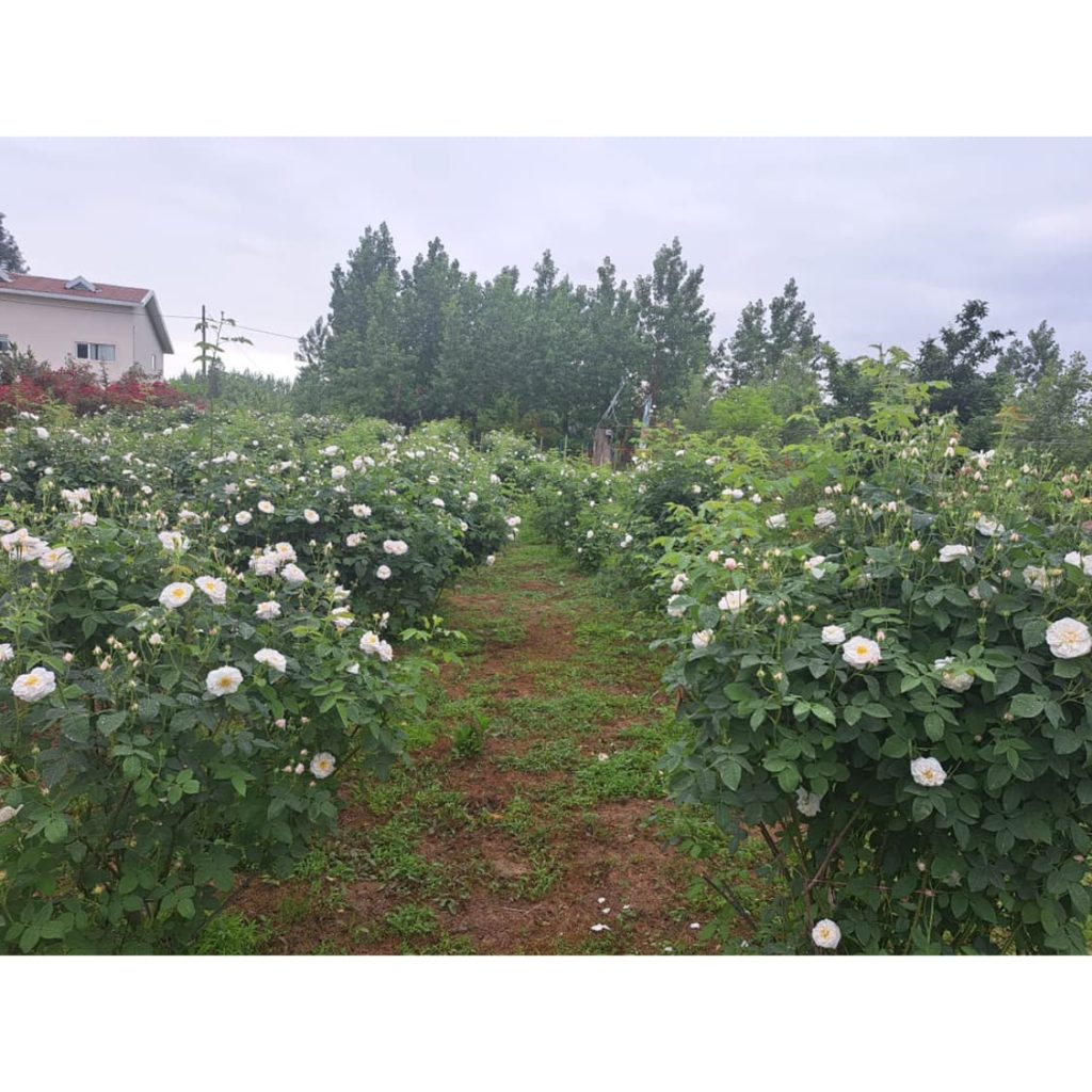 تولید گلاب و عرقیات گیاهی یوسفی رشت