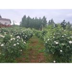 تولید گلاب و عرقیات گیاهی یوسفی رشت