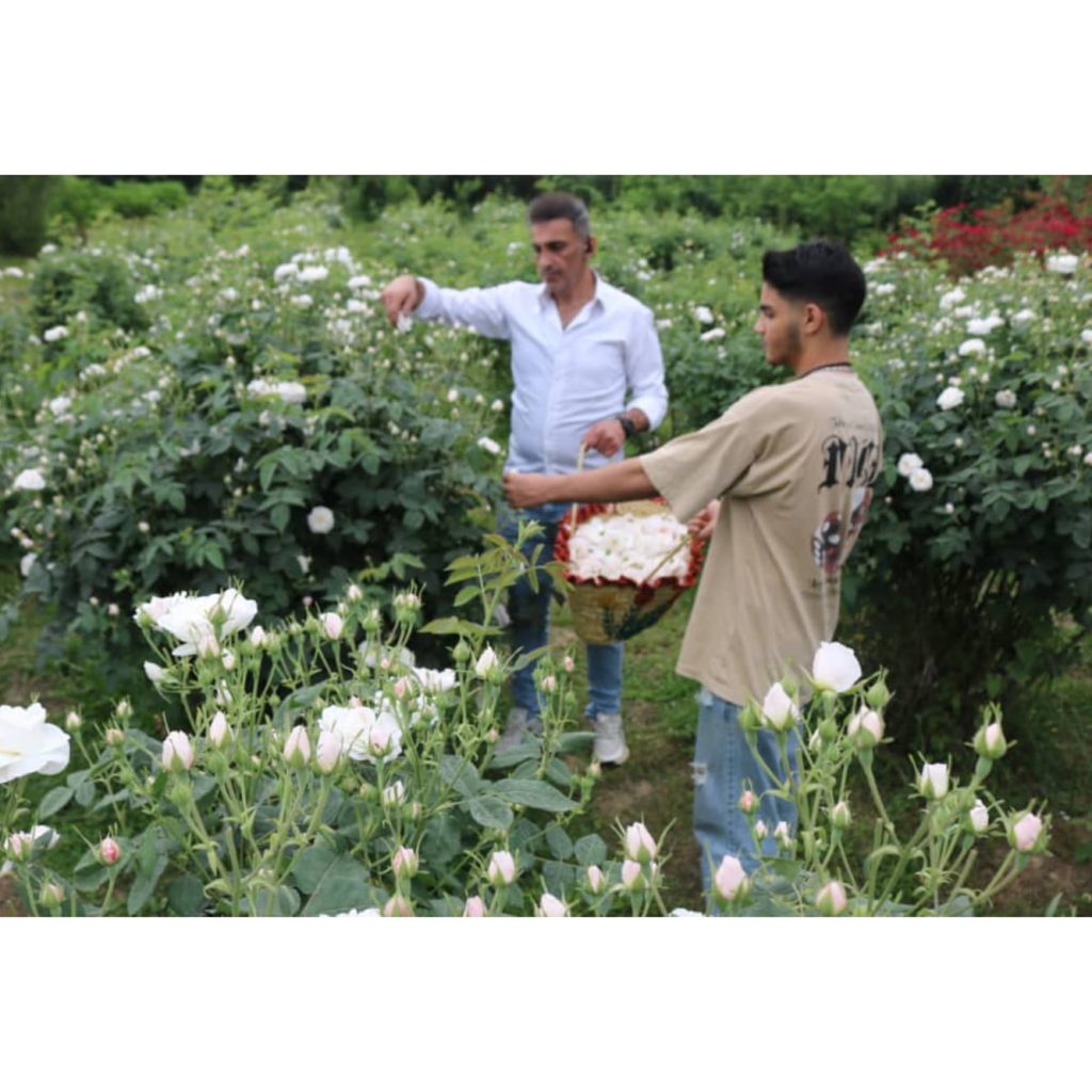 تولید گلاب و عرقیات گیاهی یوسفی رشت