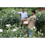 تولید گلاب و عرقیات گیاهی یوسفی رشت