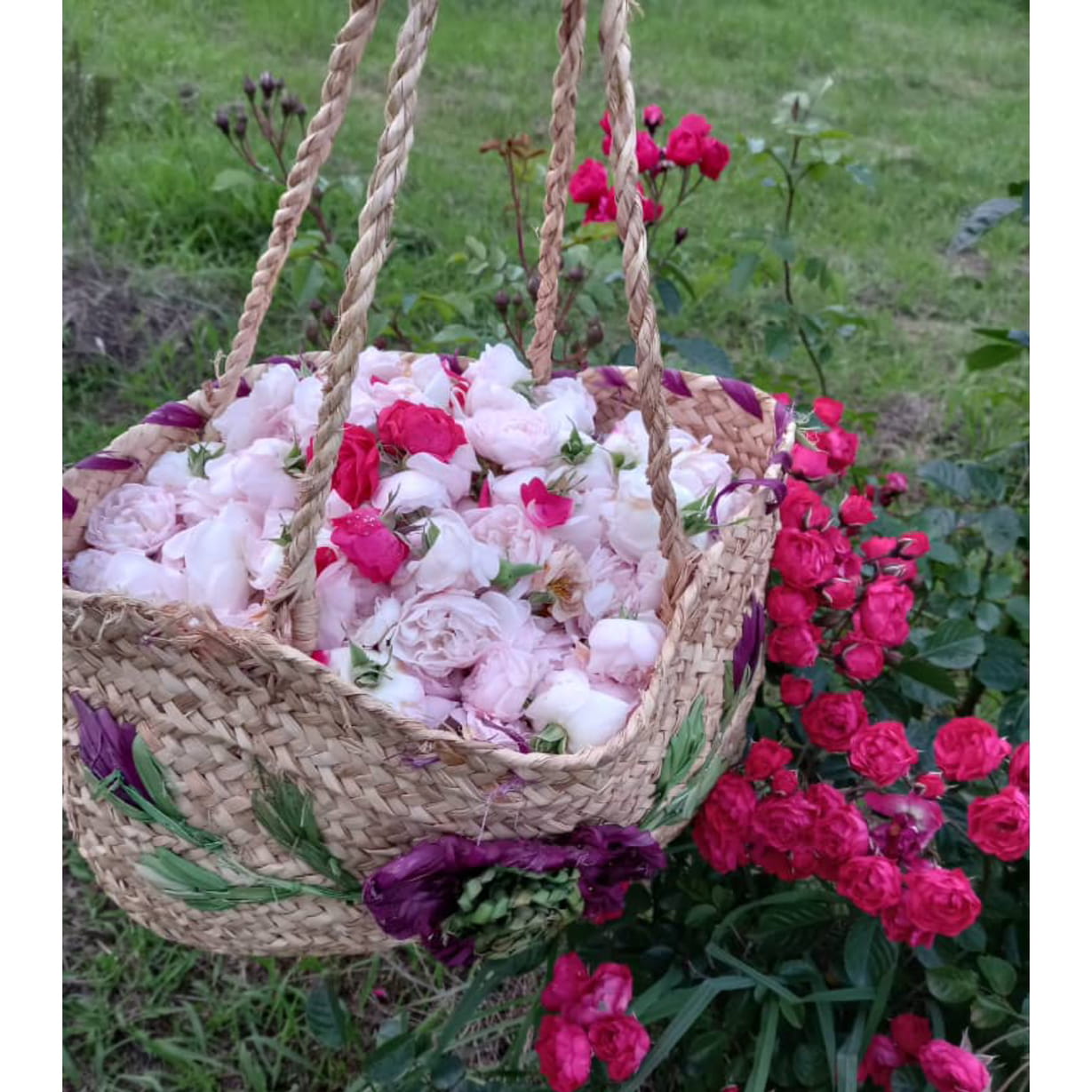 تولید گلاب و عرقیات گیاهی یوسفی رشت، تولید گلاب و عرقیات گیاهی یوسفی در رشت،مشاهده اطلاعات تولید گلاب و عرقیات گیاهی یوسفی رشت در سامانه برترین مشاغل