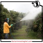 سمپاشی درخت چهد شوشتر