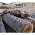 برش درخت خشک و فرسوده ولی زاده تهران