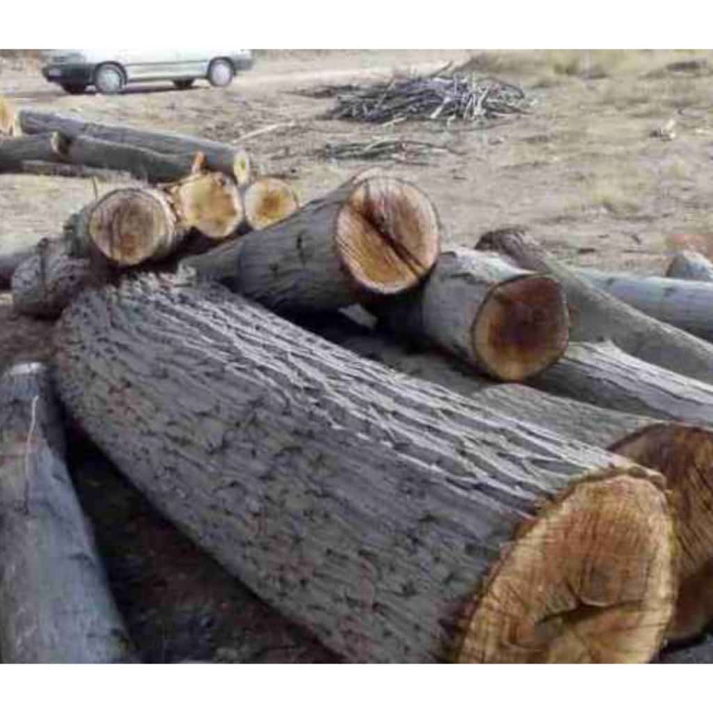 برش درخت خشک و فرسوده ولی زاده تهران