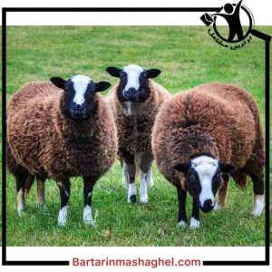 خرید و فروش قوچ و گوسفند نجادت خواف،خرید و فروش قوچ و گوسفند نجادت در خواف،مشاهده اطلاعات خرید و فروش قوچ و گوسفند نجادت خواف در سامانه برترین مشاغل