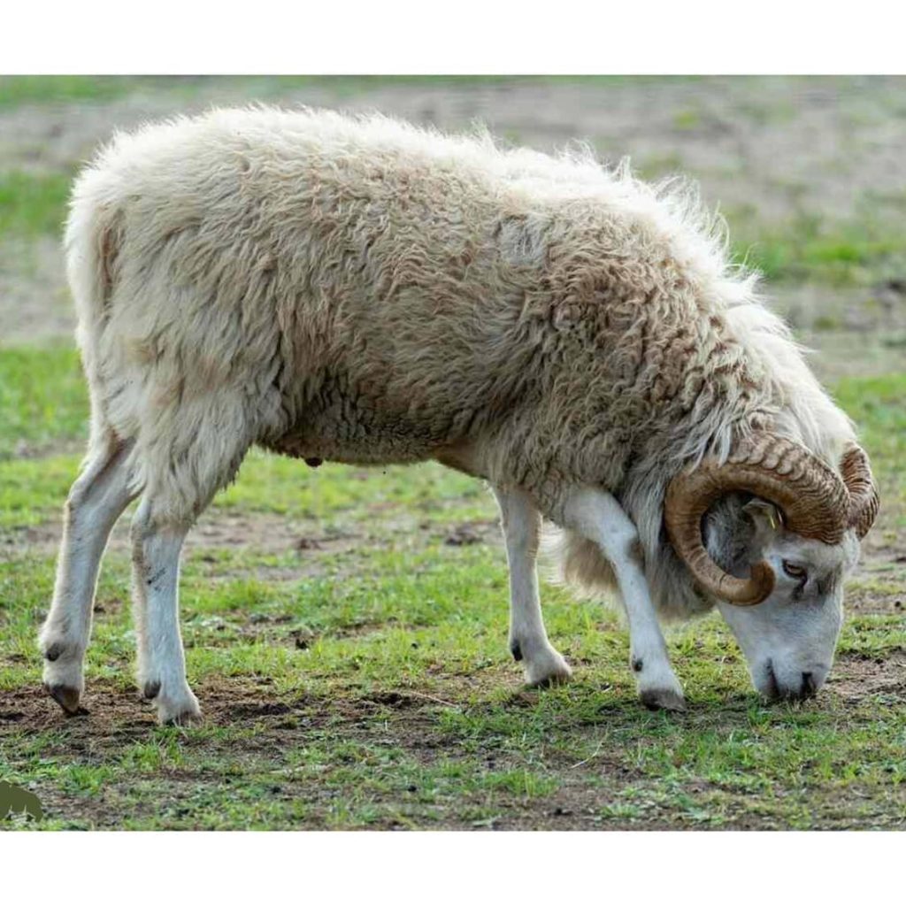 خرید و فروش قوچ و گوسفند نجادت خواف