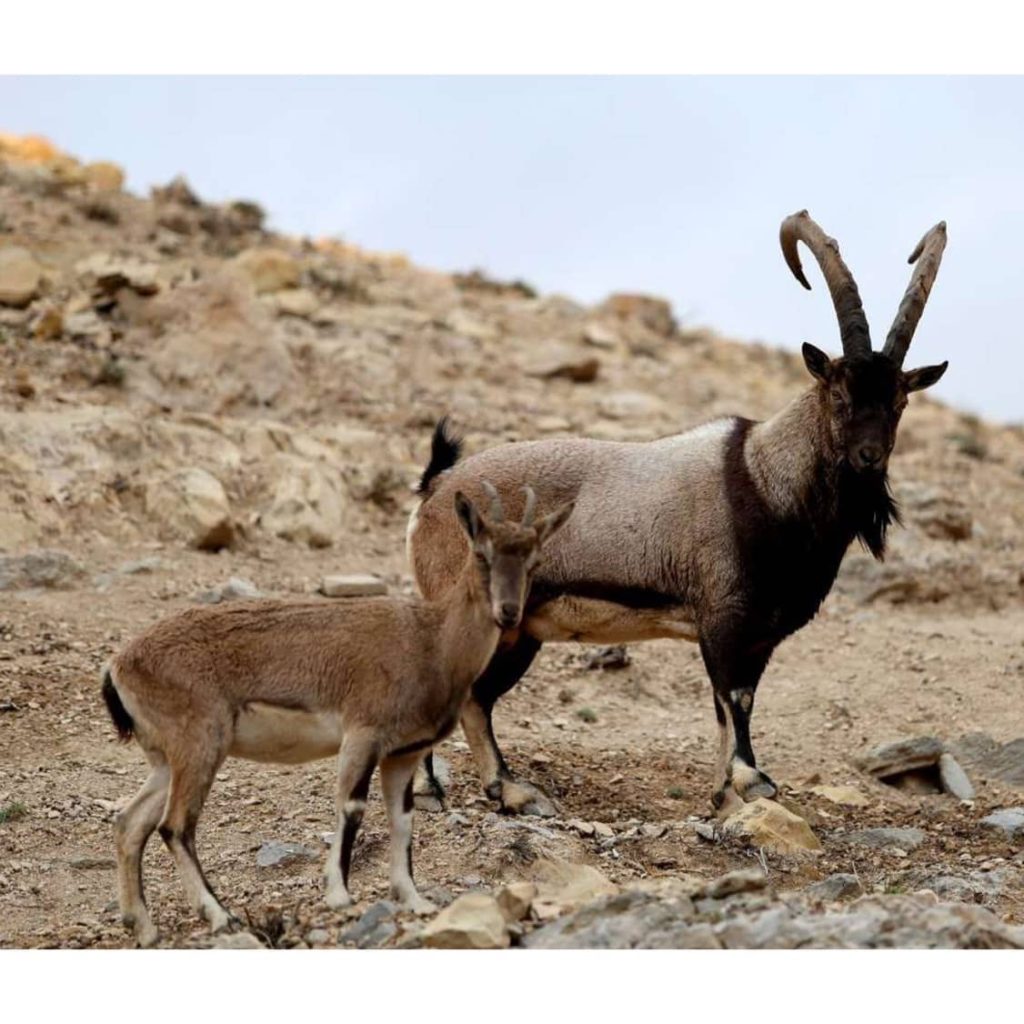 خرید و فروش قوچ و گوسفند نجادت خواف