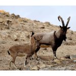 خرید و فروش قوچ و گوسفند نجادت خواف