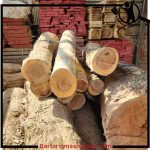 برش درخت خشک و فرسوده ولی زاده تهران