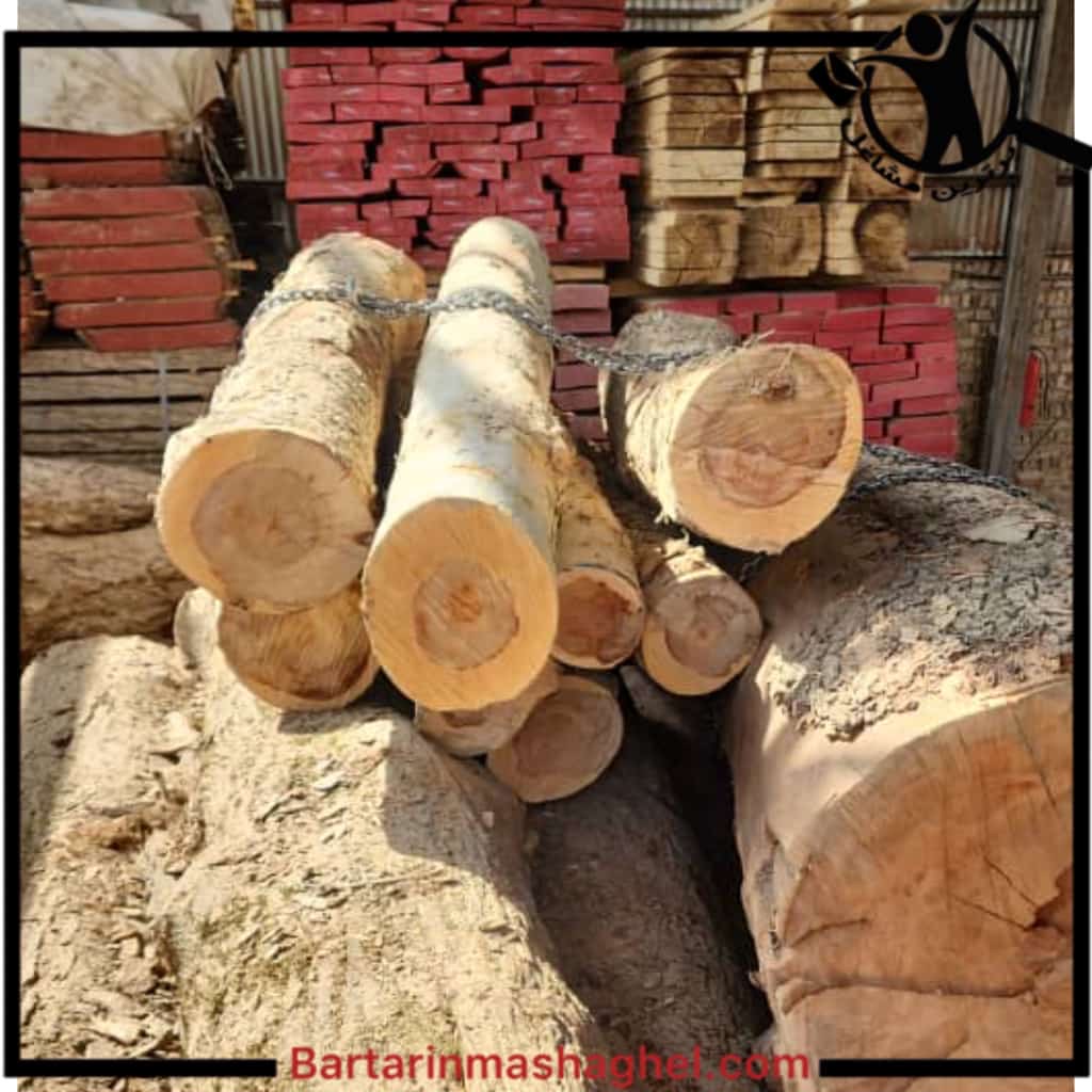 برش درخت خشک و فرسوده ولی زاده تهران