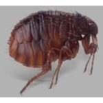 سمپاشی سیار نجاری گرگان