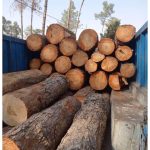 برش درخت خشک و فرسوده ولی زاده تهران