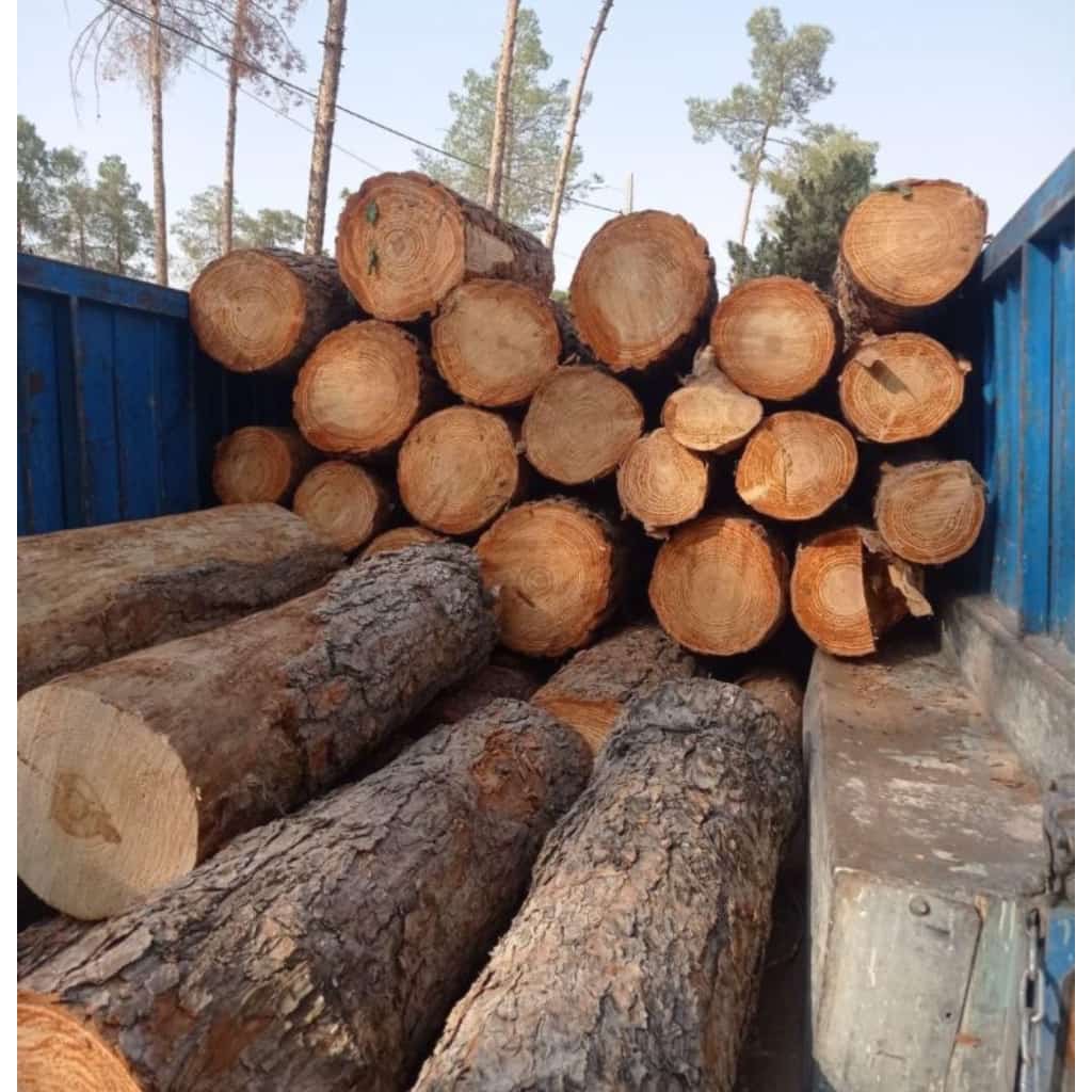 برش درخت خشک و فرسوده ولی زاده تهران