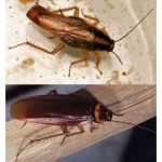 سمپاشی سیار نجاری گرگان