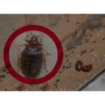 سمپاشی سیار نجاری گرگان