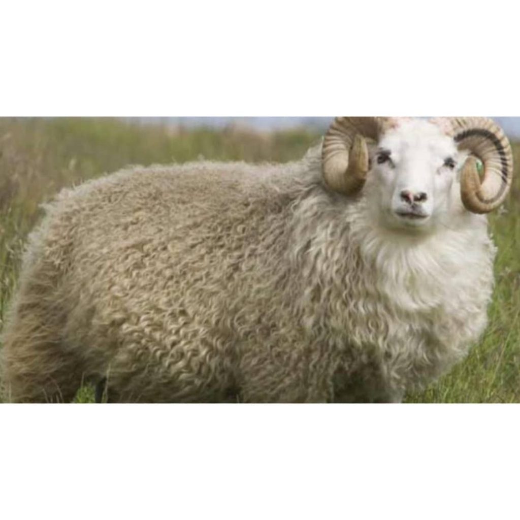 خرید و فروش قوچ و گوسفند نجادت خواف