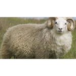 خرید و فروش قوچ و گوسفند نجادت خواف