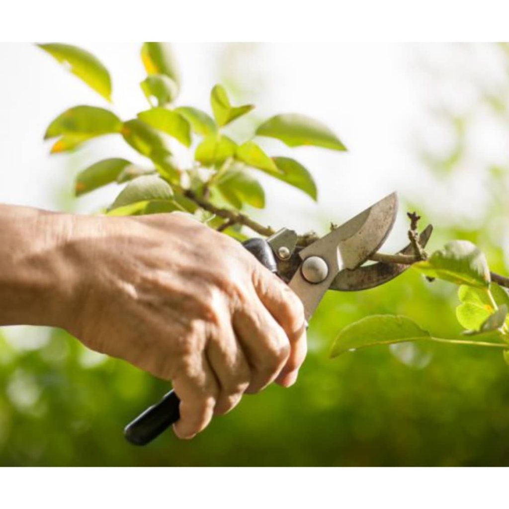 باغبانی زهره وند خنداب