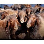 خرید و فروش قوچ و گوسفند نجادت خواف