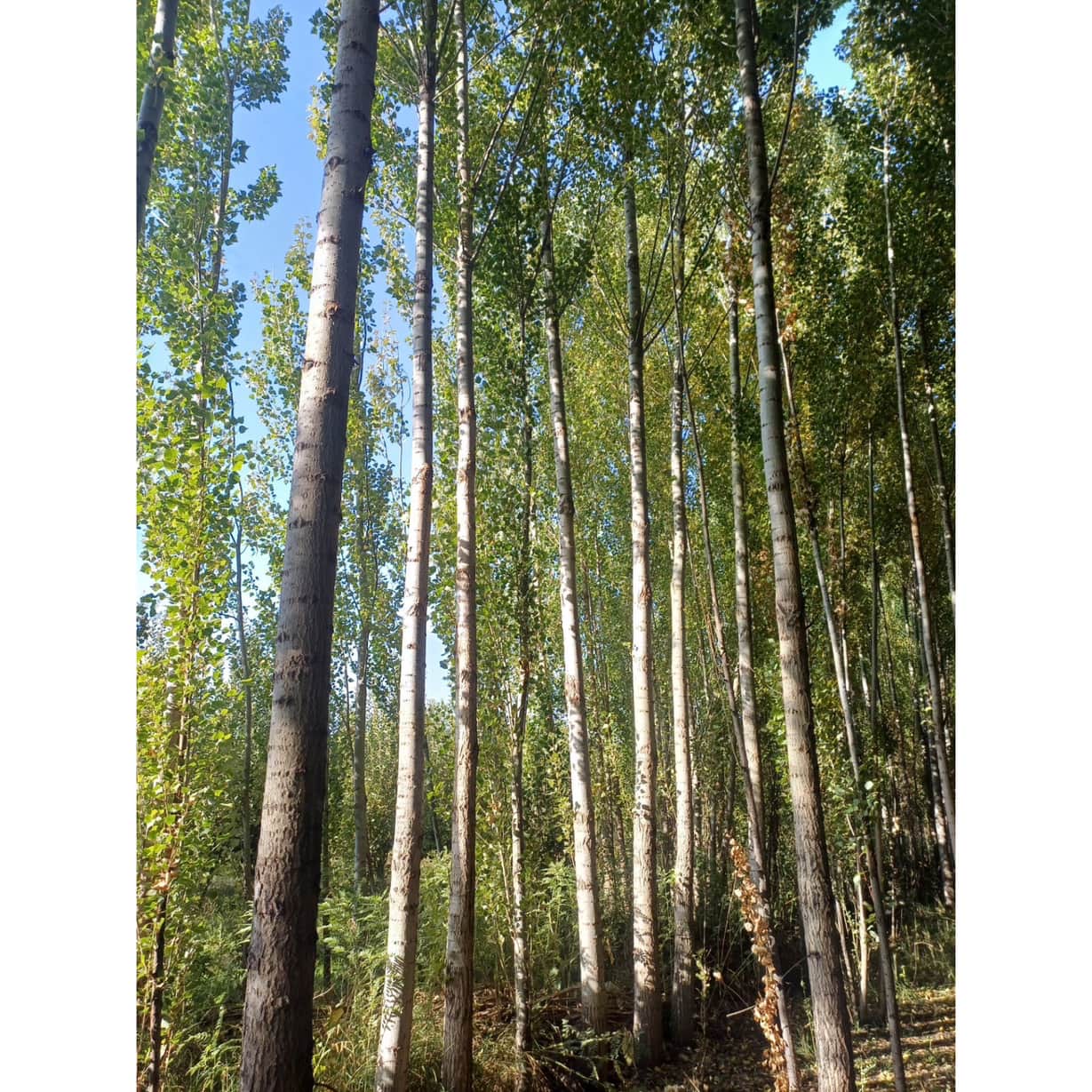 چوب بری اسکندری بوکان،چوب بری اسکندری در بوکان،مشاهده اطلاعات چوب بری اسکندری بوکان در سامانه برترین مشاغل