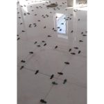 کاشی کاری حیاتی اردبیل