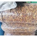 فروش عمده هسته خرما زمانی تبریز