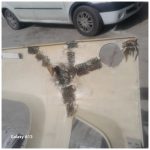 صافکاری پنجه طلا عسلویه