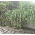 اجرا فضای سبز پرماسی متل قو