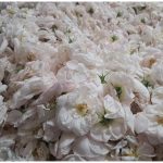 تولید گلاب و عرقیات گیاهی یوسفی رشت