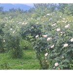 تولید گلاب و عرقیات گیاهی یوسفی رشت