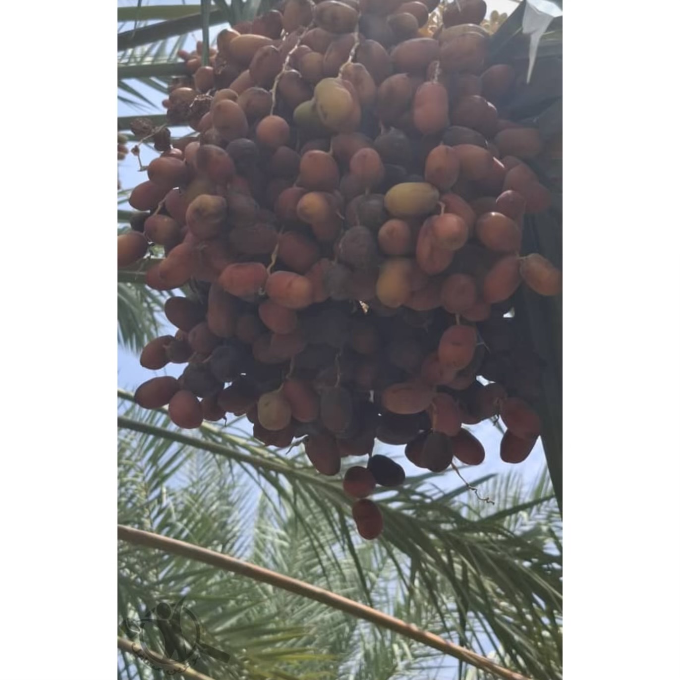 فروش خرما مضافتی زمانی جنوب کرمان،فروش خرما مضافتی زمانی در جنوب کرمان،مشاهده اطلاعات فروش خرما مضافتی زمانی جنوب کرمان در سامانه برترین مشاغل
