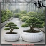 گلخانه گل و گیاه سیار آذری چیتگر